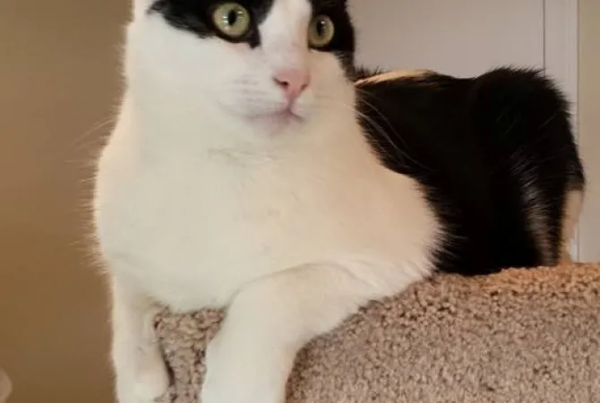 tuxedo-wht-bib