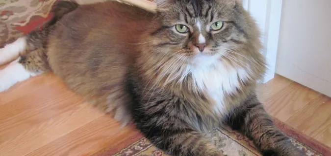 golden tabby cat laying in doorway relaxing