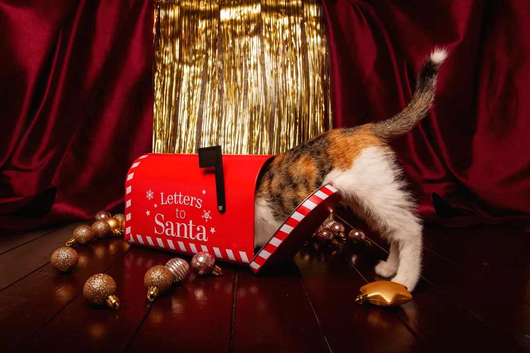 a calico cat is exploring a mailbox addressed to santa