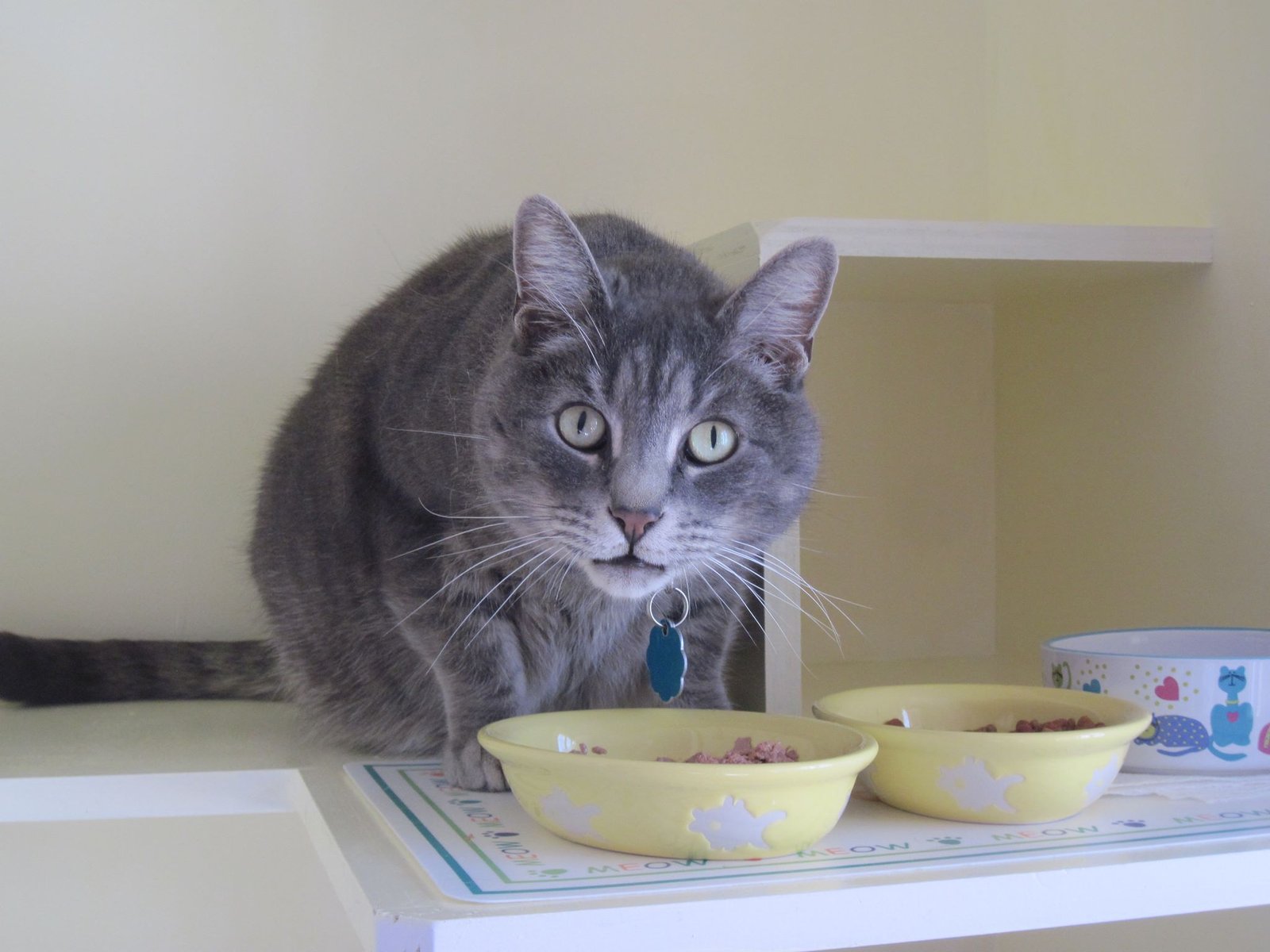 Chez Mieux Cat Boarding